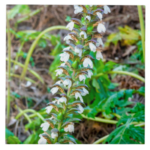 Bear's breeches ceramic tile