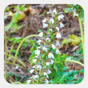 Bear's breeches square sticker