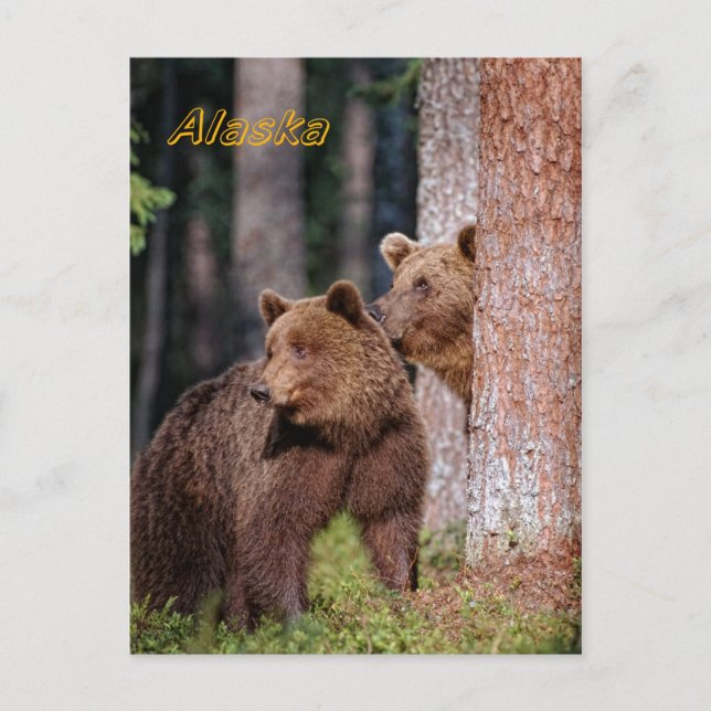 Bears Postcard (Front)