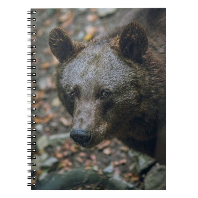 BEARY THOUGHTS NOTEBOOK (Front)