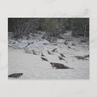 Beau Bahamas Postcard