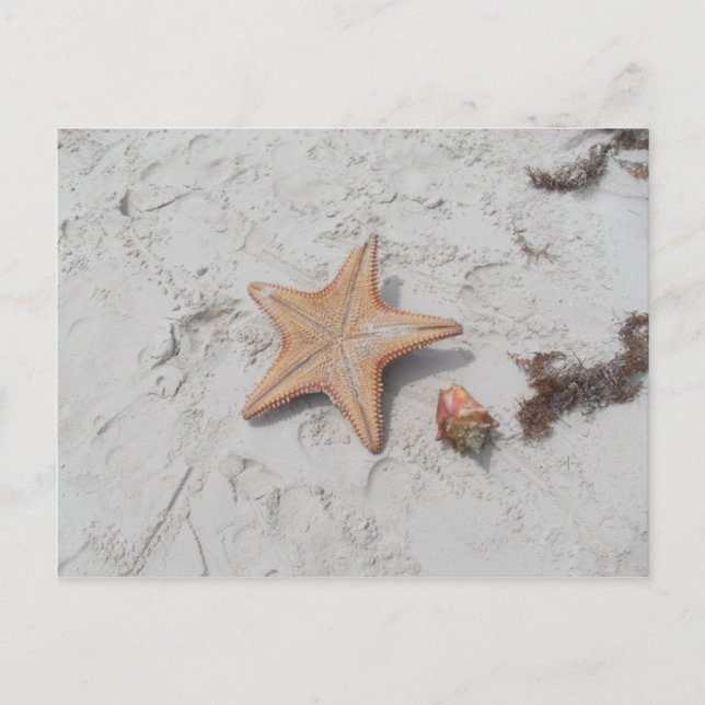 Beau Bahamas Starfish Shell Postcard (Front)