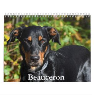 Beauceron Calendar