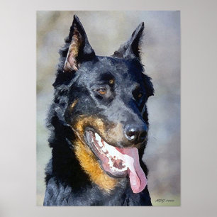 Beauceron Dog Portrait Poster Print