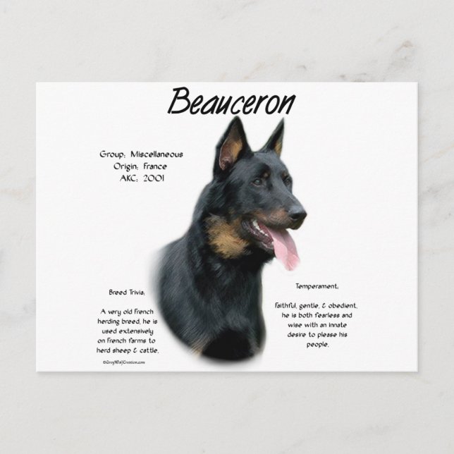 Beauceron History; All About Beaucerons Postcard (Front)