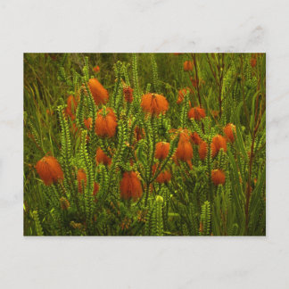 Beaufortia Postcard