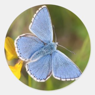 Beautiful Adonis Blue Butterfly Stickers