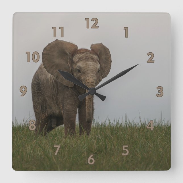 Beautiful African Bush Elephant Square Wall Clock (Front)