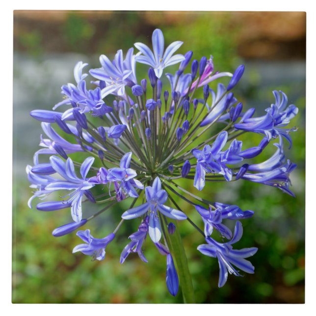 Beautiful African Lily Ceramic Tile (Front)
