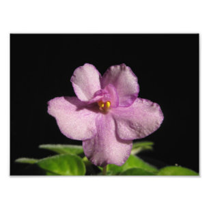 Beautiful African Violet Art Print