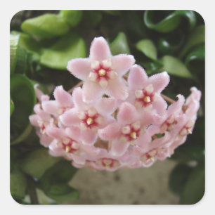 Beautiful African Violet Bloom Square Sticker
