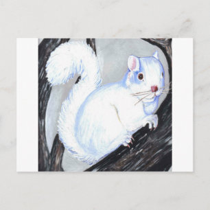 Beautiful Albino Squirrel Postcard