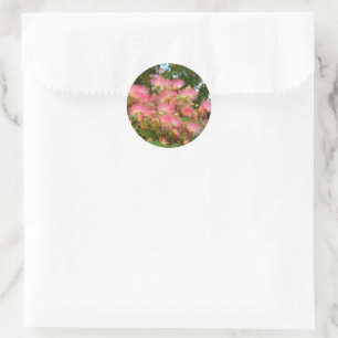 Beautiful Albizia tree in flowers Classic Round Sticker