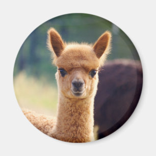 Beautiful Alpaca Magnets