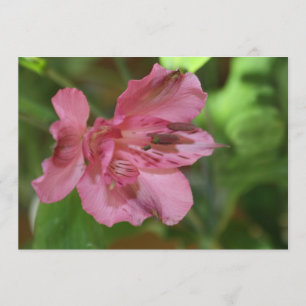 Beautiful Alstroemeria Flower Invitation