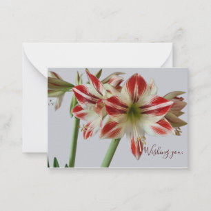 Beautiful Amaryllis flower & custum text birthday Card