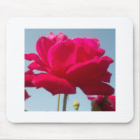 Beautiful Amazing Hakuna Matata Rose For the Bride
