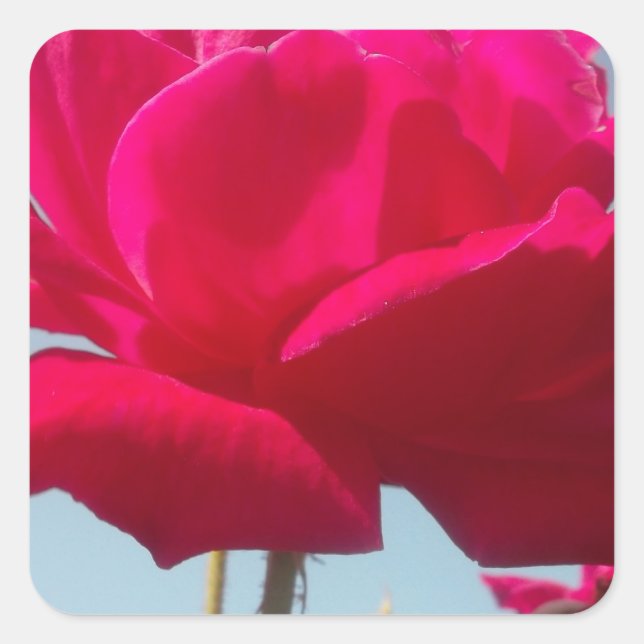 Beautiful Amazing Hakuna Matata Rose For the Bride Square Sticker (Front)