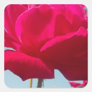 Beautiful Amazing Hakuna Matata Rose For the Bride Square Sticker