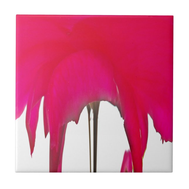 Beautiful amazing Red rose under the white sky Ceramic Tile (Front)