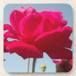 Beautiful Amazing Rose For the Bride Coaster