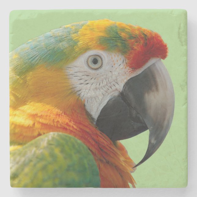 Beautiful and Colourful Macaw Parrot Stone Coaster (Front)