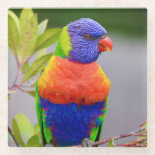 Beautiful and Colourful Rainbow Lorikeet Parrot Glass Coaster