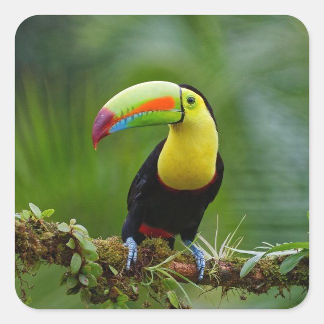 Beautiful and Colourful Tropical Toucan Bird Square Sticker (Front)