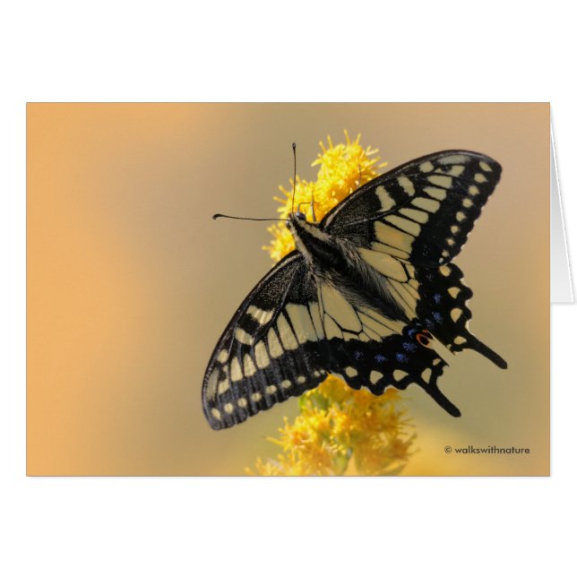 Beautiful Anise Swallowtail Butterfly in the Sun (Front Horizontal)