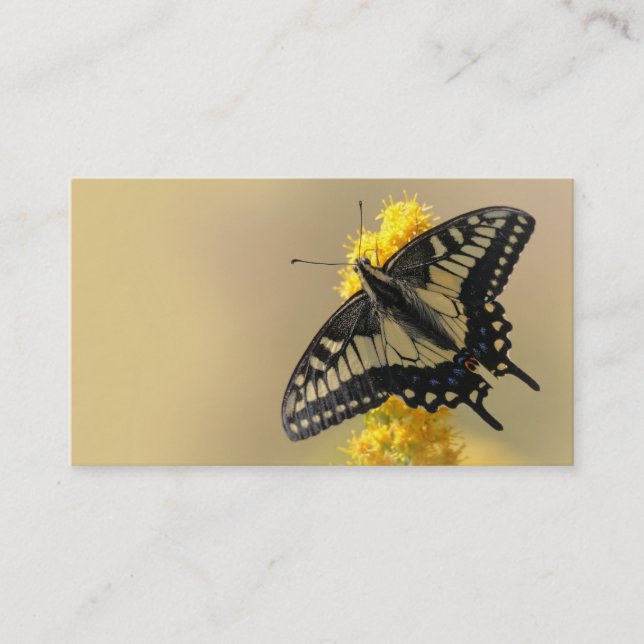 Beautiful Anise Swallowtail Butterfly in the Sun Business Card (Front)