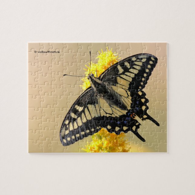 Beautiful Anise Swallowtail Butterfly in the Sun Jigsaw Puzzle (Horizontal)