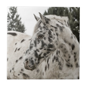 Beautiful Appaloosa Horse Ceramic Tile