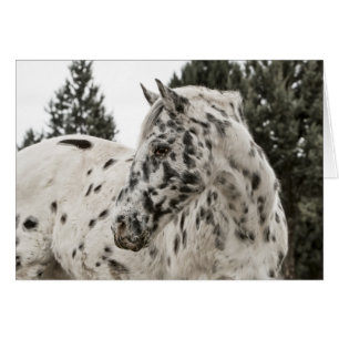 Beautiful Appaloosa Horse, Western, Appy
