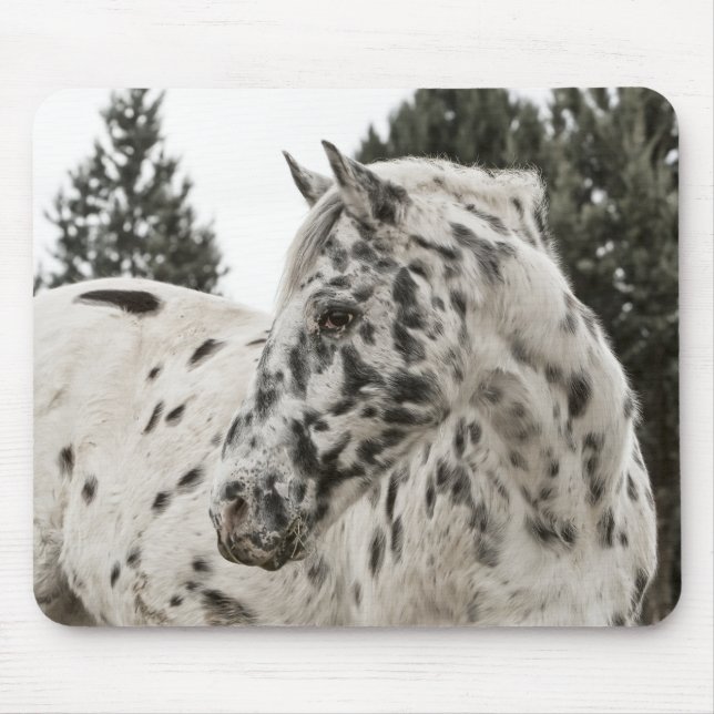 Beautiful Appaloosa Horse, Western, Appy Mouse Pad (Front)
