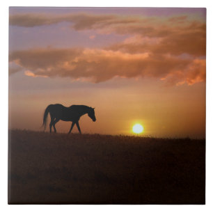 Beautiful Arabian Horse and Sunrise Art Tile