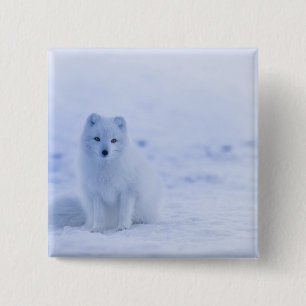 Beautiful Arctic Fox 15 Cm Square Badge