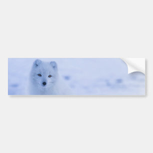 Beautiful Arctic Fox Bumper Sticker