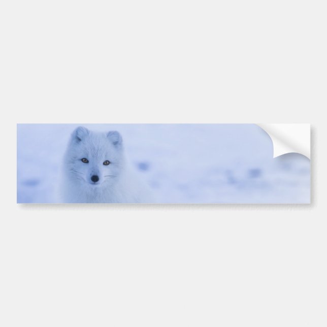 Beautiful Arctic Fox Bumper Sticker (Front)