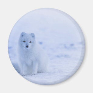 Beautiful Arctic Fox Magnet