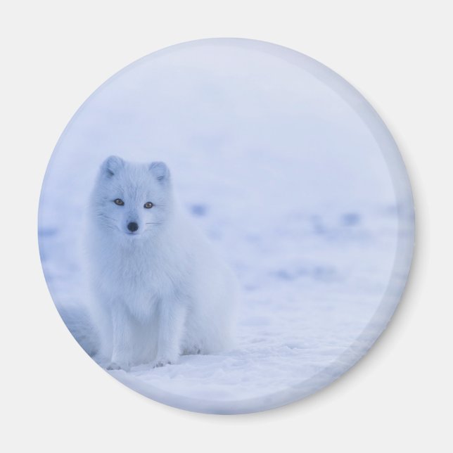 Beautiful Arctic Fox Magnet (Front)