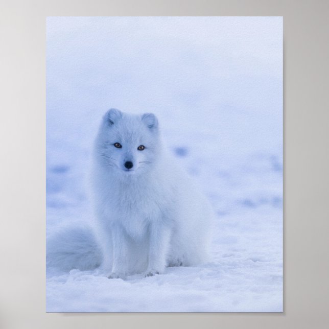 Beautiful Arctic Fox Poster (Front)