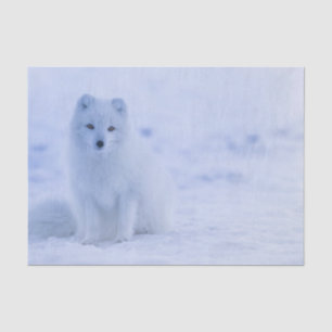 Beautiful Arctic Fox Tissue Paper