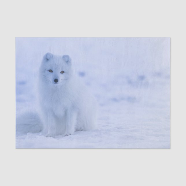 Beautiful Arctic Fox Tissue Paper (Front)