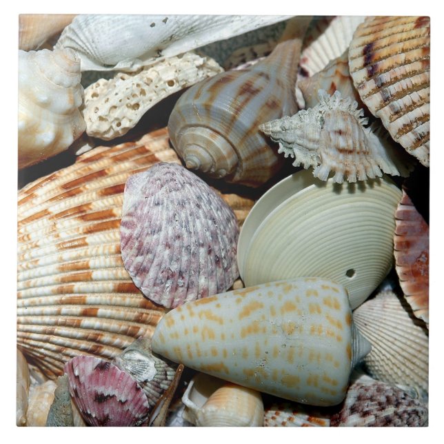 Beautiful array of Shells Tile (Front)