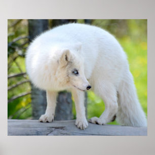 Beautiful Artic Fox Poster