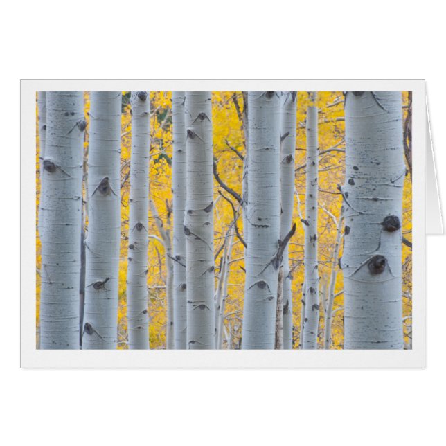 Beautiful Aspen Trees (Front Horizontal)
