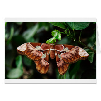 Beautiful Atlas Moth