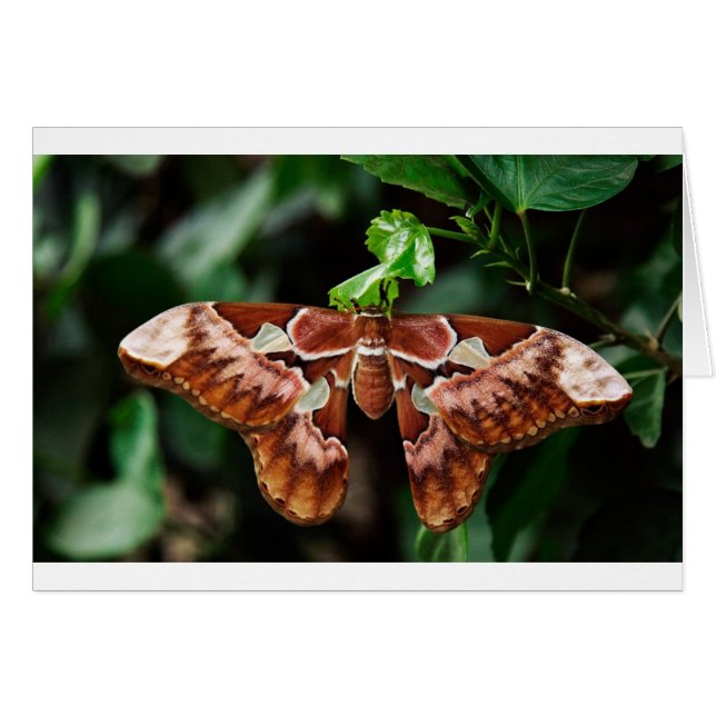 Beautiful Atlas Moth (Front Horizontal)