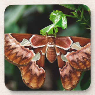 Beautiful Atlas Moth Coaster