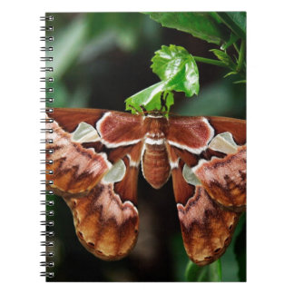 Beautiful Atlas Moth Notebook
